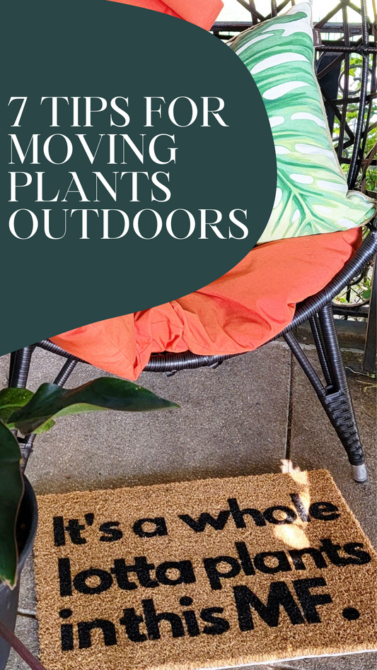 7 ways to prepare your "indoor" plants for outside