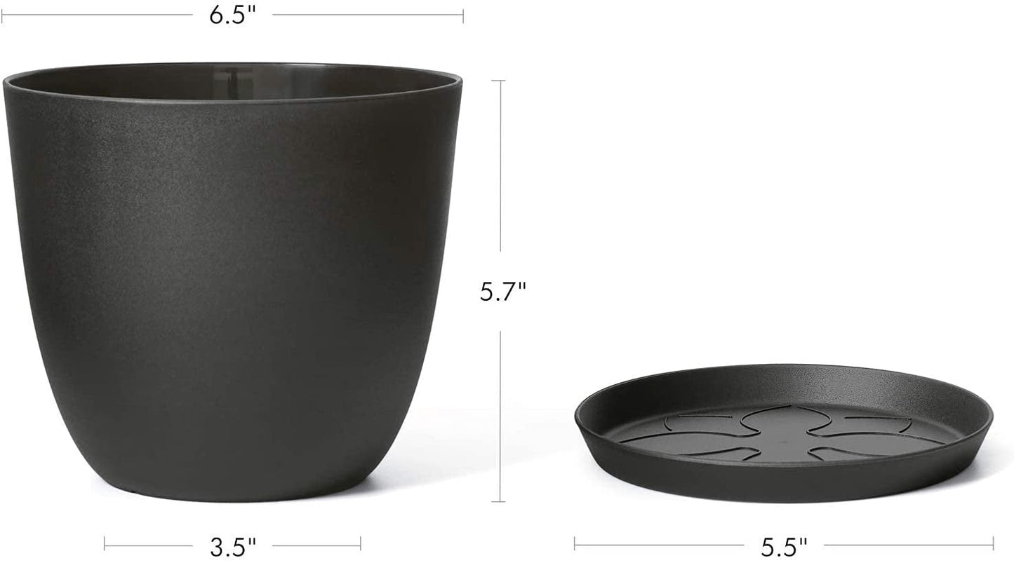 My Plants need a step daddy 6.5" Planter